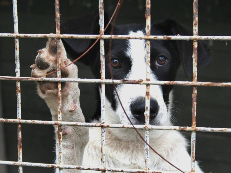 Tierheim-Mitarbeiter aus Thüringen fassungslos: „Wir armselig muss man sein…“