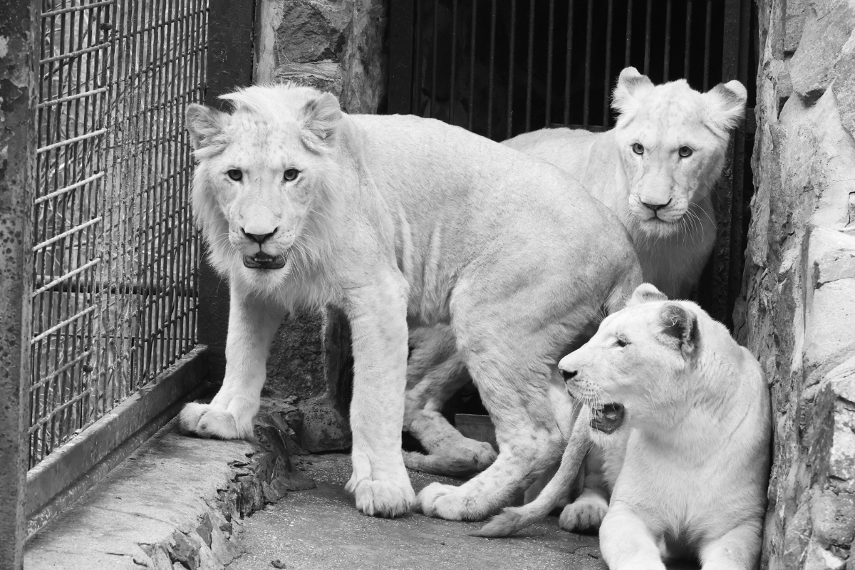 tierpark thueringen