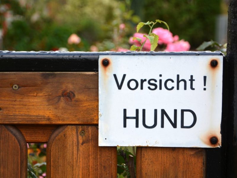 Thüringen: Hunde-Attacke endet tödlich! Vierbeiner hat keine Chance