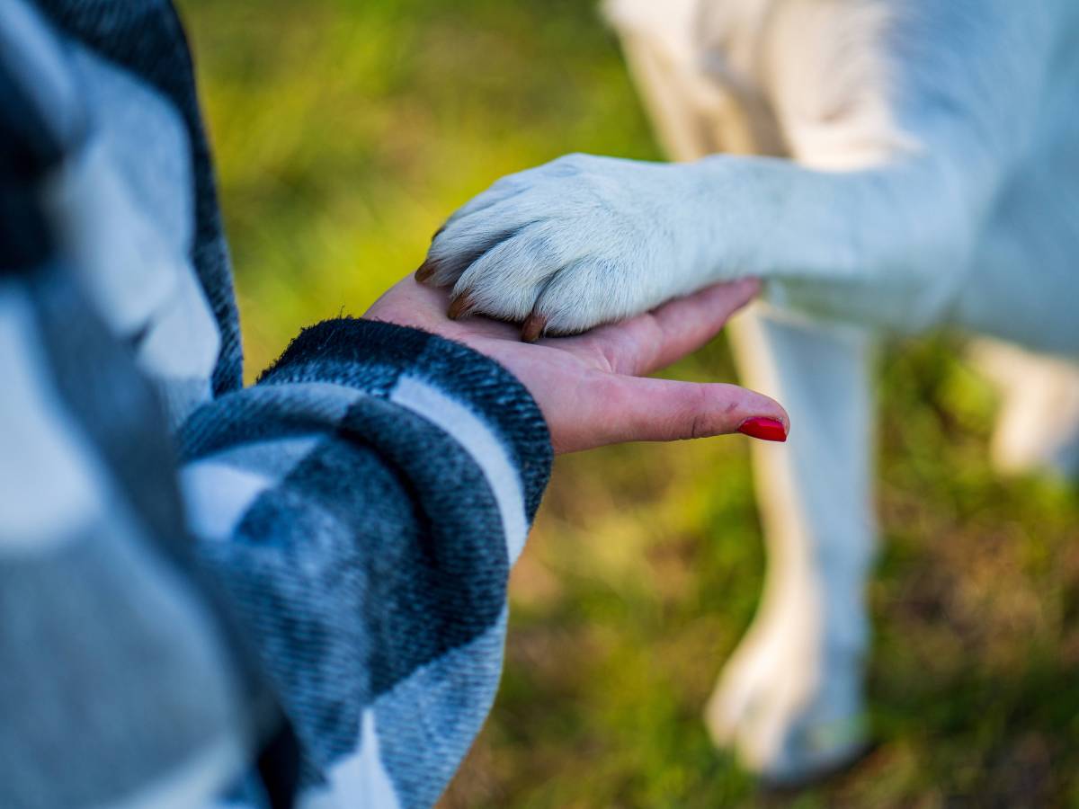 Tierheim in Thüringen: Hündin Izzy versteht die Welt nicht mehr! „Schaut mit traurigen Augen ins Leere“