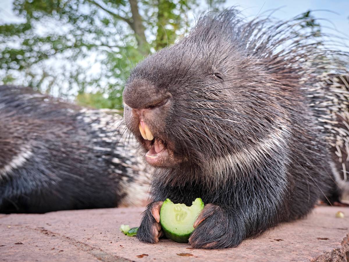 Zoo Leipzig: Dicke Luft im Gondwanaland? „Garstig und mies gelaunt“