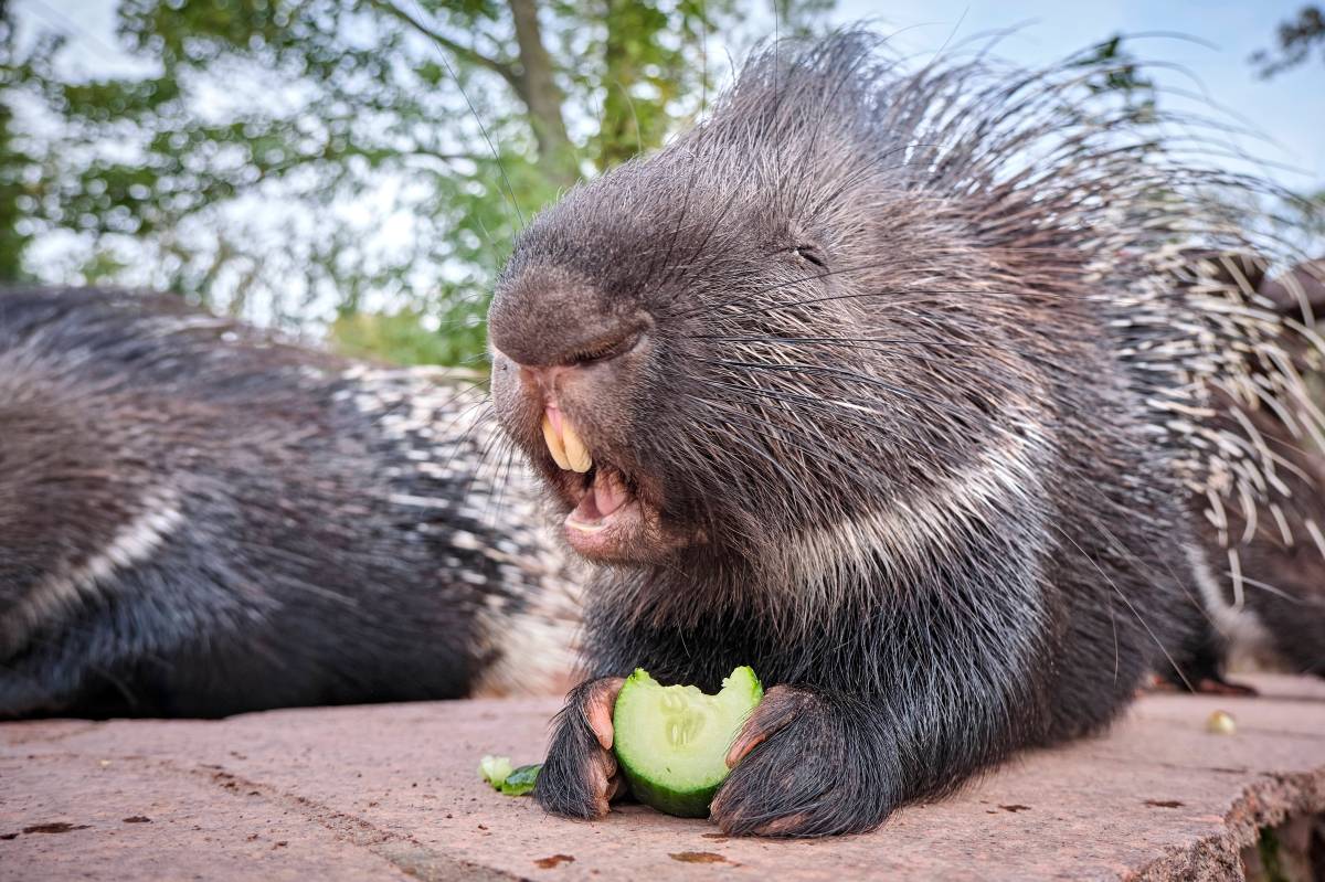 Stachelschwein Pinkie rockt den Zoo Leipzig.