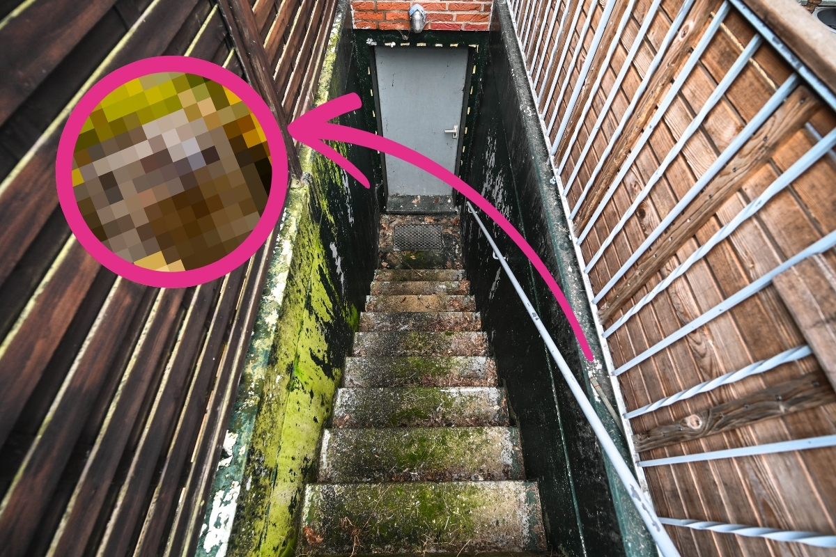 Eine Kellertreppe in Thüringen und ein Pfeil, der auf einen Igel zeigt.