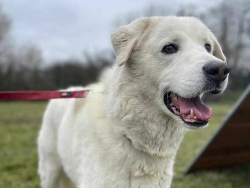 Tierheim in Thüringen: Hund Egon hoffte auf Happy End – doch sollte es niemals bekommen