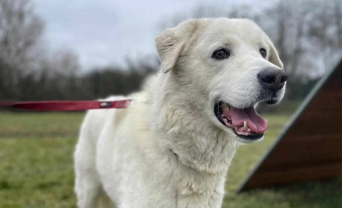 Egaon war ein weiÃŸer Hund der Rasse Kuvasz, der im ThÃ¼ringer Tierheim Nordhausen aufgenommen wurde.