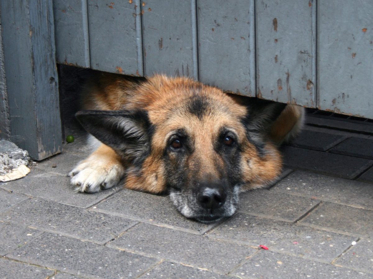 Tierheim Thüringen: Schicksal von Hund „Tango“ ist tragisch – „Unendlich traurig“