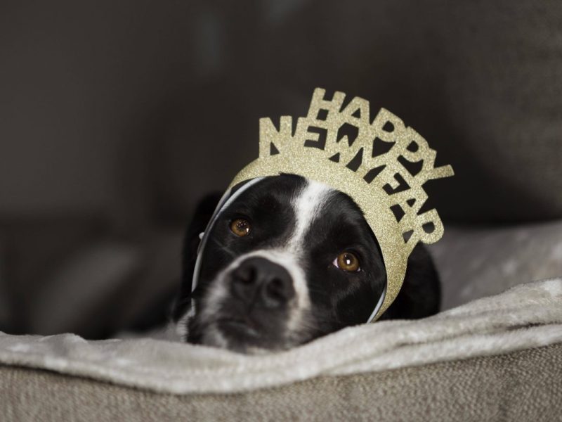 Silvester-Horror für Haustiere: Diese Fehler sollten Besitzer auf keinen Fall machen