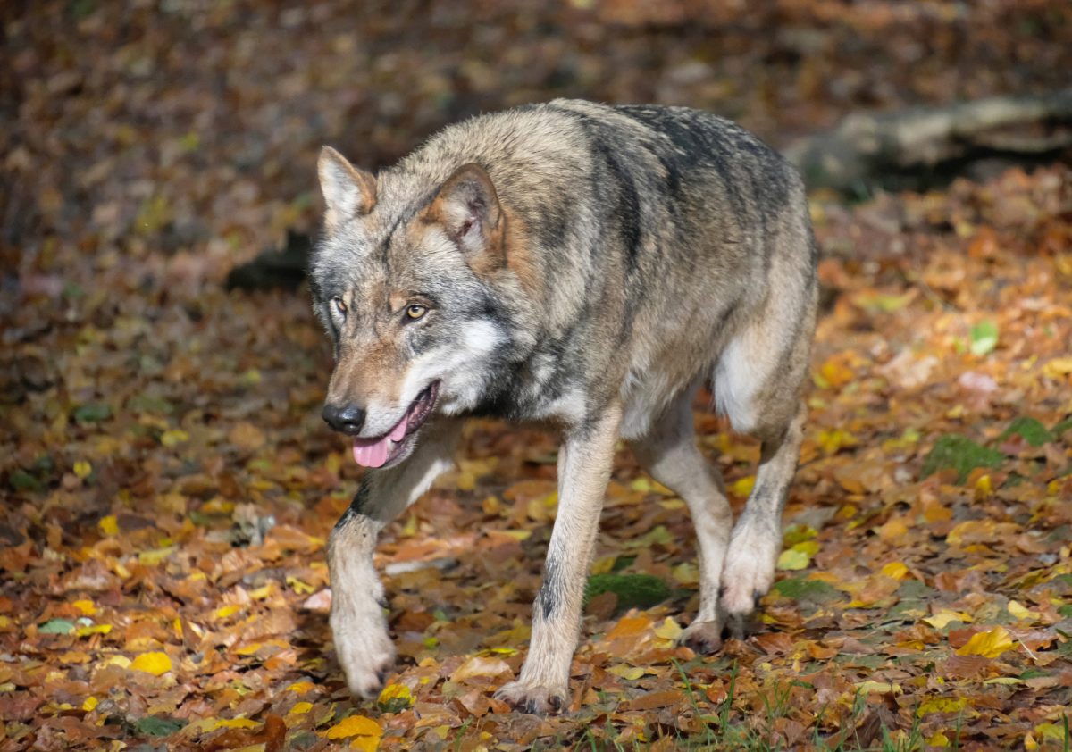 Thüringen: Wird Die Brombeer-Koalition Zum Wolf-Killer? "Ziellos ...