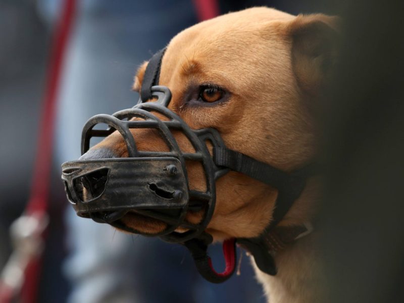 Hunde-Attacken in Thüringen – auch ein Kind wird zum Opfer