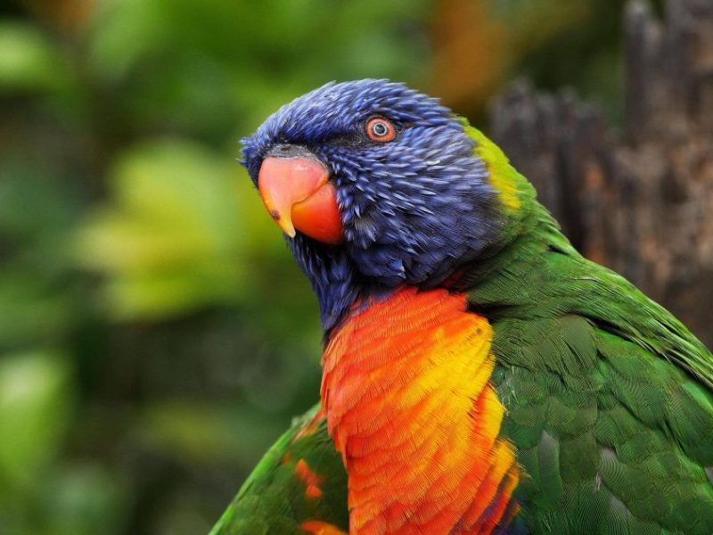 Zoo Leipzig: Riesige Aufregung in Lumpis Gehege! Für ihn und seine Kumpels ändert sich alles