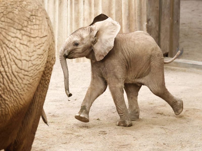 Zoo Erfurt: Gehege komplett verwandelt! Besucher werden große Augen machen