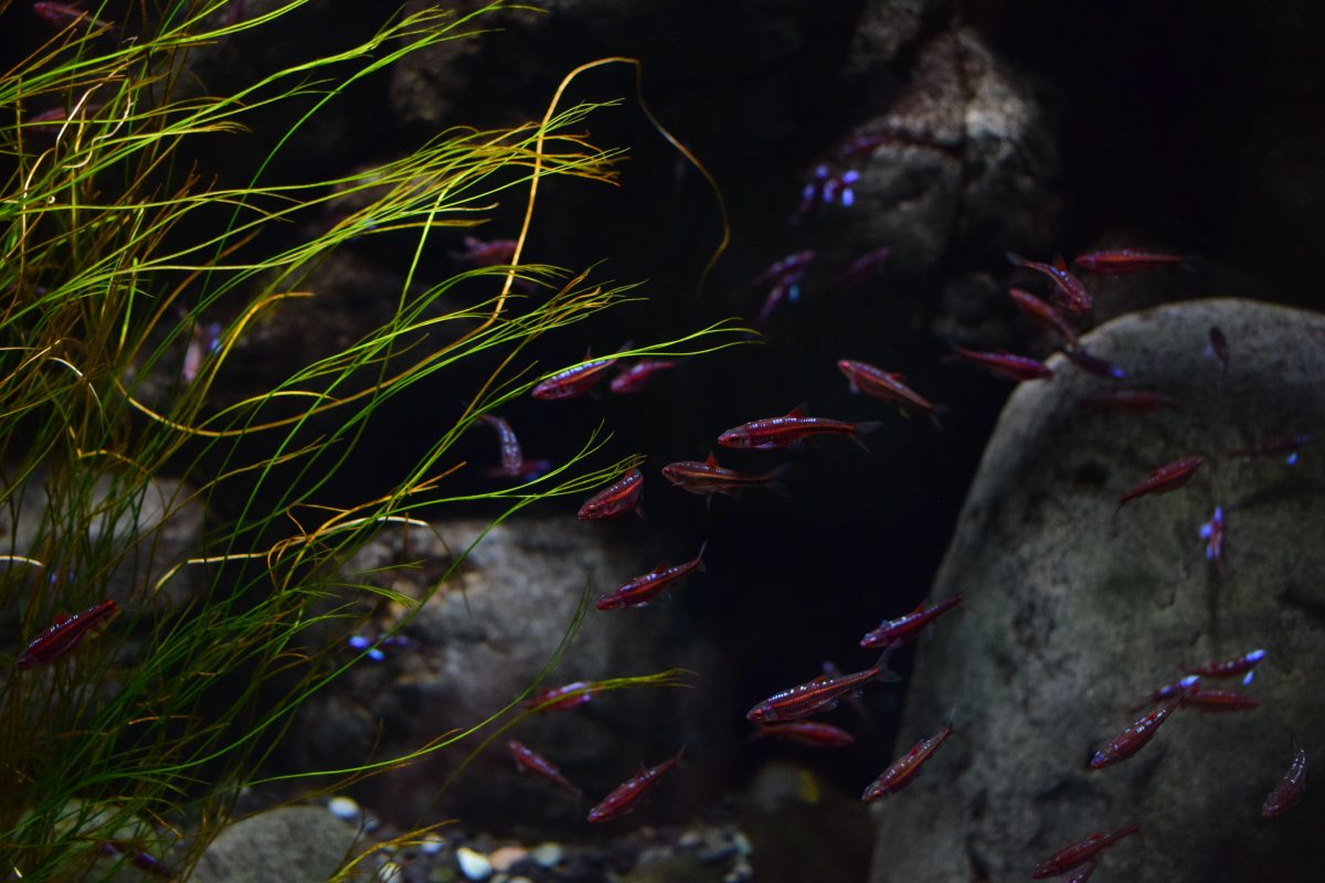 Eine Ansicht der Fische im Zoo Leipzig (Symbolbild)