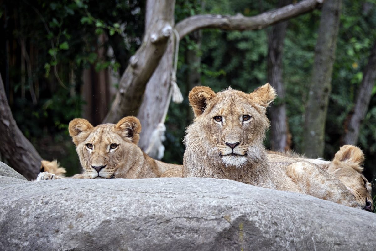 Zoo-Leipzig-Unvermeidlicher-Schritt-In-einem-Gehege-ndert-sich-alles