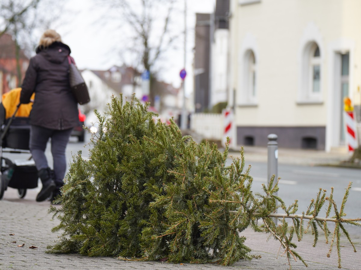 Thüringen: Wohin mit dem Weihnachtsbaum? DIESER Fehler kann dich teuer zu stehen kommen