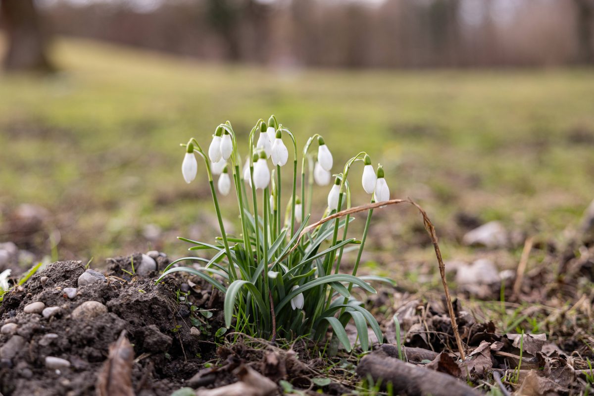 Vom Winterwetter ist in den nÃ¤chsten Tagen nichts zu spÃ¼ren. (Symbolbild)