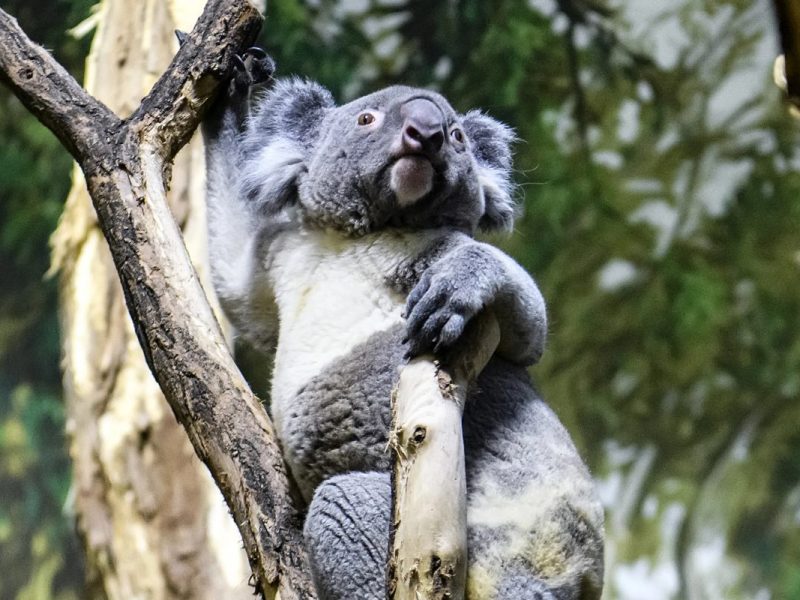 Zoo Leipzig: Knallharter Koala-Sex! Pflegerin packt aus – „Jetzt geht’s schneller zur Sache“