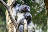 Das Paarungsverhalten von Koalas ist nicht allzu zärtlich. Vielmehr geht es ruppig zu. Auch im Zoo Leipzig.