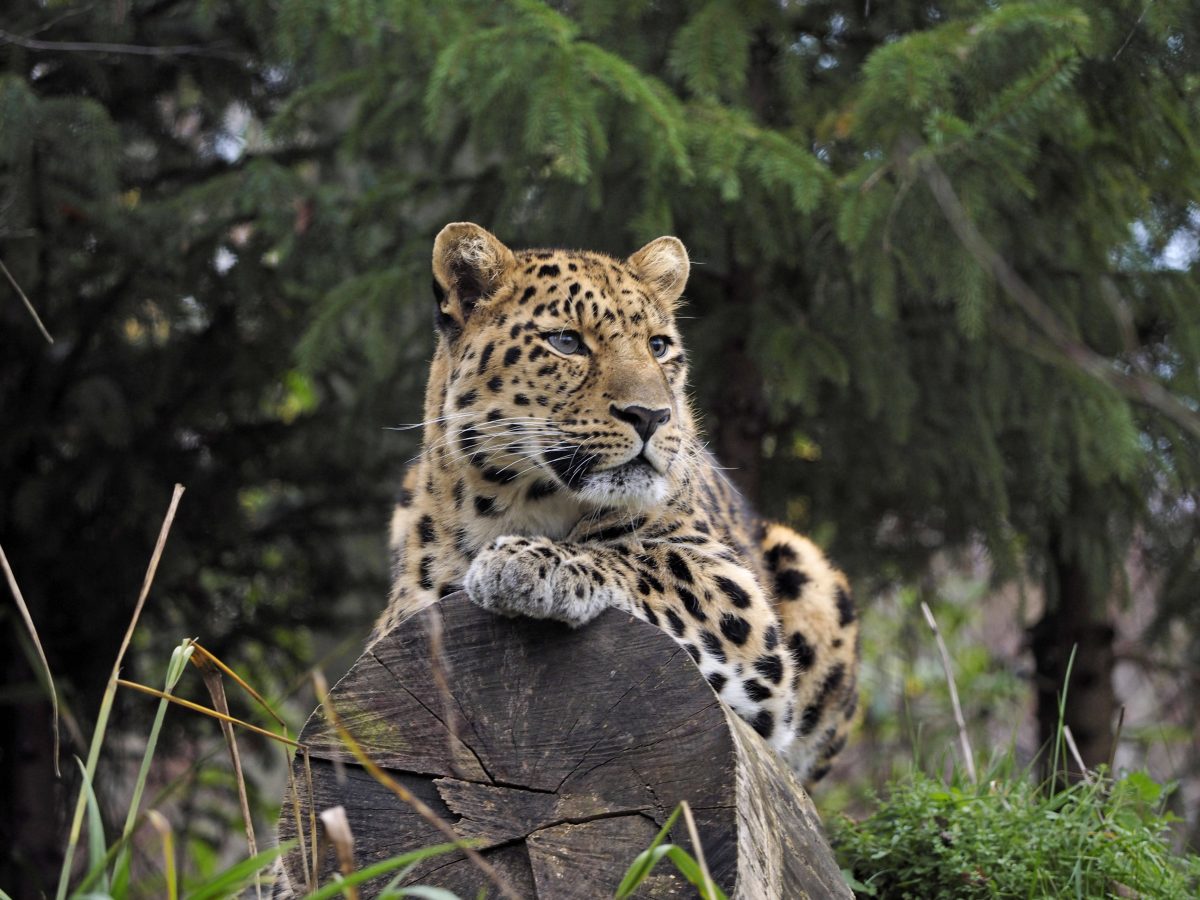 Bei den Leoparden im Zoo Leipzig kÃ¶nnte es bald Nachwuchs geben, (Archivbild)