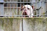 Ein trauriger Hund schaut durch Gitter durch (Symbolbild für das Tierheim in Thüringen)