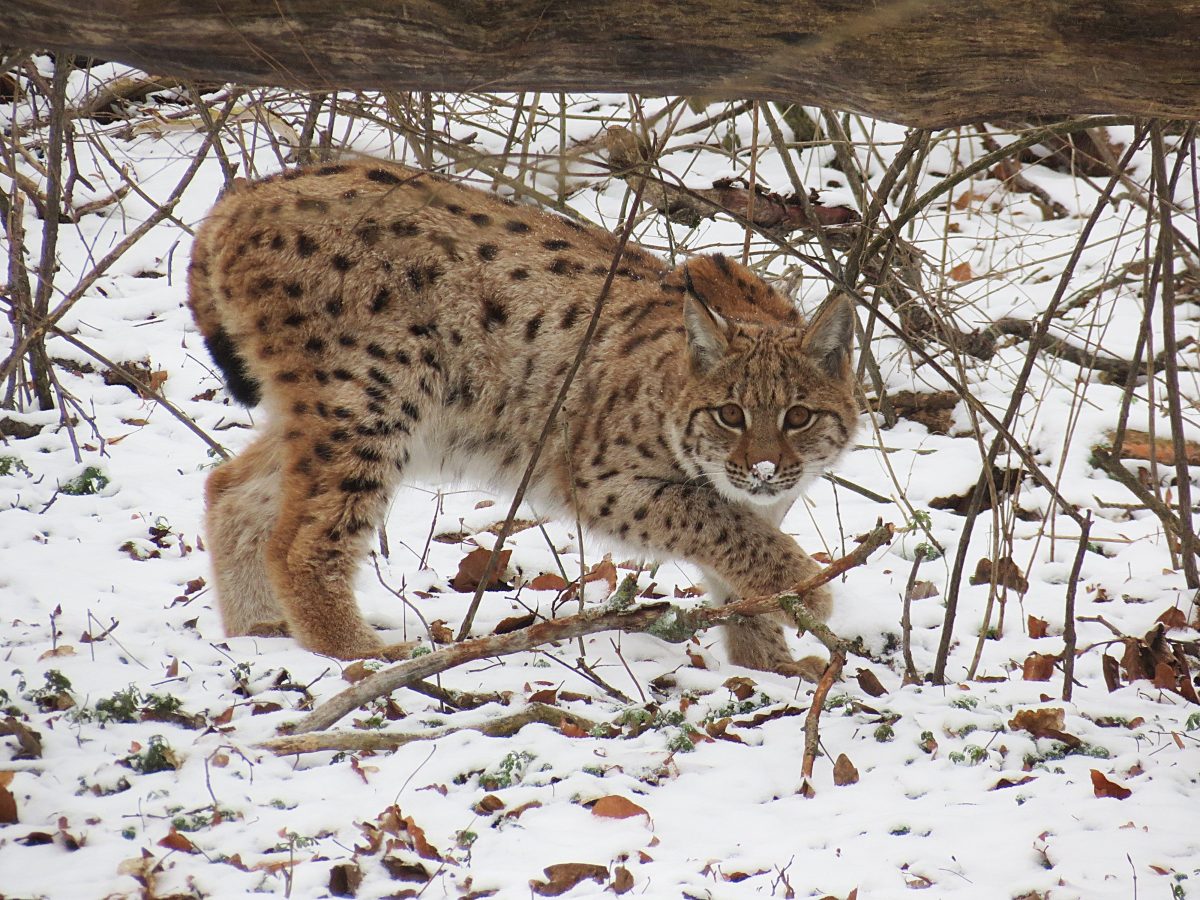 th-ringer-wildkatzenpark-muss-abschied-nehmen-doch-die-hoffnung-ist-gro