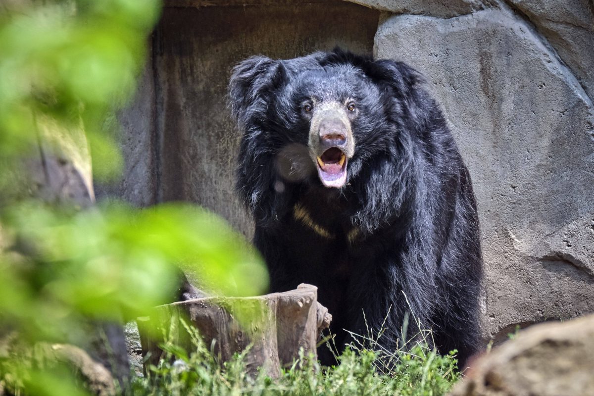 Indischer LippenbÃ¤r im Zoo Leipzig (Symbolbild)