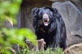 Indischer LippenbÃ¤r im Zoo Leipzig (Symbolbild)