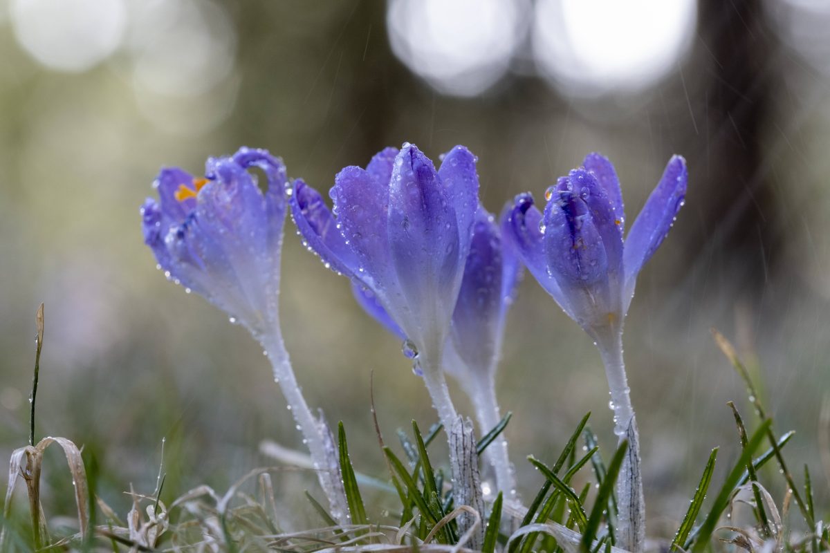 wetter-in-th-ringen-experte-mit-heikler-einsch-tzung-sie-hat-folgen-f-r-den-fr-hling