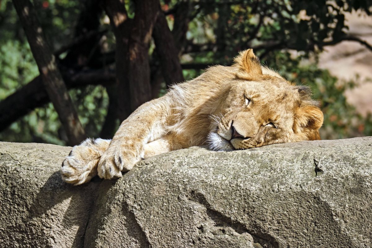 Zoo Leipzig (Symbolbild)