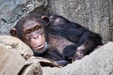 FÃ¼r das Affenbaby gibt es im Zoo Leipzig viel zu sehen. (Archivbild)