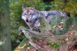 Wolf-Europaeischer Grauwolf in ThÃ¼ringen in Aktion (Symbolbild)