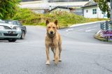 Hund auf der StraÃŸe