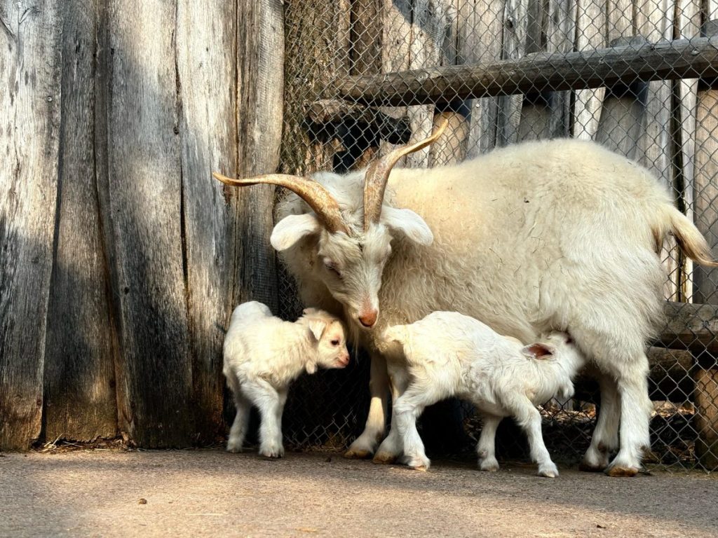 zoo erfurt