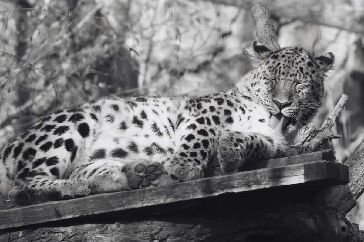 zoo leipzig