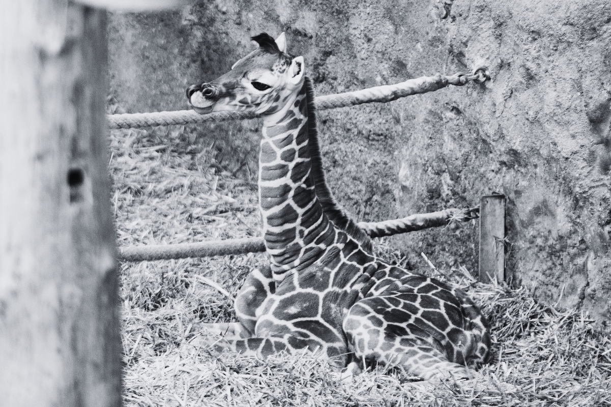 zoo leipzig