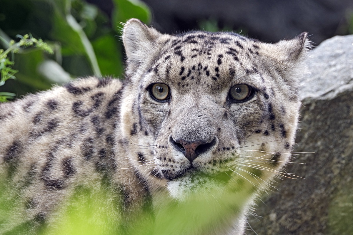 Bei den Leoparden im Zoo Leipzig soll Nachwuchs gezeugt werden. (Archivbild)