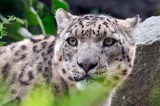 Bei den Leoparden im Zoo Leipzig soll Nachwuchs gezeugt werden. (Archivbild)