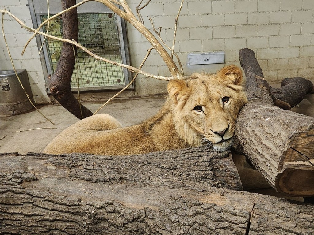 zoo-leipzig